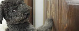A proposito di sverniciatura legno, nell'immagine un dolce cane che guarda in macchina e intanto rovina grattandola una porta in legno